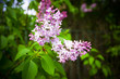 a bunch of lilac on a background of green