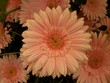 Gerbera