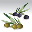 Black and green olives Black and green olives
