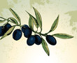 Branch with black olives