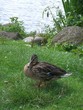Ente am Schlossteich