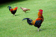 Coqs et poule dans la basse cour