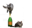 Zwei Katzen wollen feiern