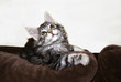 Main Coon Katze