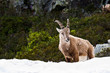 Ibex on the snow Ibex on the snow
