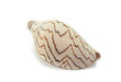 conch