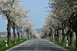 alley landscape