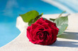 une rose sur les margelles de la piscine