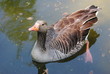 Graugans - gray goose