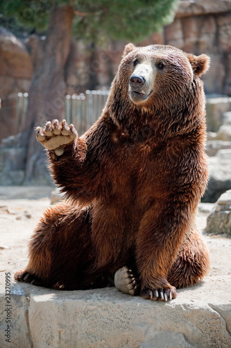 Friendly Grizzly Bear