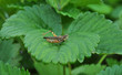 Grasshopper  on the strawberry leaf