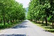 Perspective boulevard scene Perspective boulevard scene