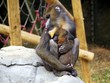 Mandrill and baby