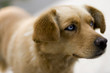 Chien au yeux bleus