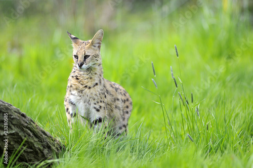 Serval (Leptailurus serval) debout dans l'herbe Serval (Leptailurus serval) debout dans l'herbe