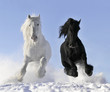 white and black horse