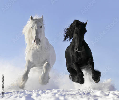  white and black horse