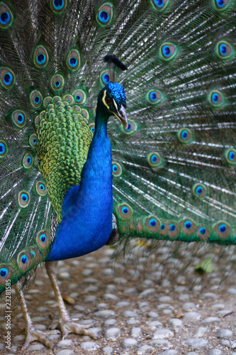 Foto: Pavo Real Pavo Real