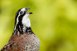 Bobwhite Quail Whistling