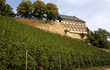 Weinberge in Saarburg