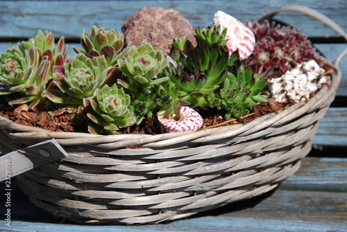 Foto: Alpinum (sempervivum) Alpinum (sempervivum)