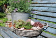 Alpinum (sempervivum) Lavendel