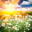 Foto: daisy daisy