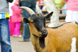 Goat on the street