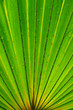 Coconut leaf