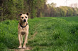 Hund Hund
