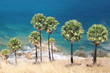Photo: Zuckerpalmenensemble auf Phuket Zuckerpalmenensemble auf Phuket