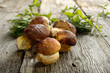 cep on wood- porcini su legno cep on wood- porcini su legno