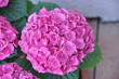 Rosa Hortensie