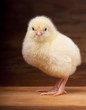 Baby chicken