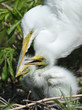 Great Egret and Chicks in Nest