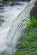 Grass and creek