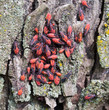 Boxelder Bugs