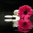 Gerbera und Kiesel im Wasser