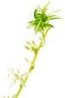tige de Phalangère, Chlorophytum comosum, fond blanc