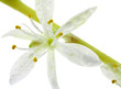 fleur de Phalangère, Chlorophytum comosum, fond blanc
