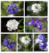 fleurs de mon jardin