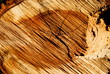 internal  face  of  sawn  timber