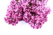 Violet lilac on white background Violet lilac on white background