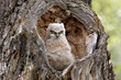 Great Horned Owl