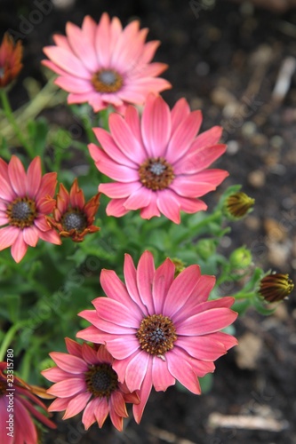 Foto: Osteospermum - Marguerite du Cap Osteospermum - Marguerite du Cap