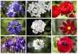 mon jardin à la française mon jardin à la française