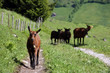 Ziegen auf der Alm