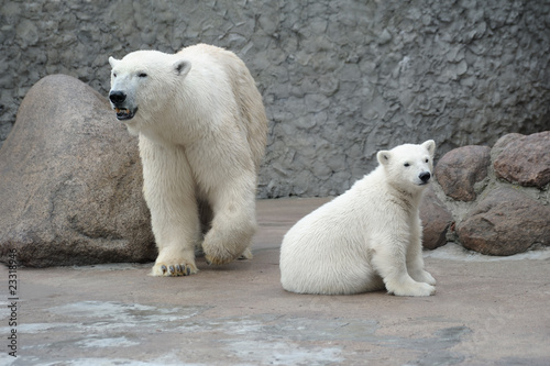 Photo: White polar bears family White polar bears family