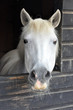 White Horse Face III