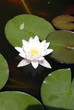 Lotus, water lily